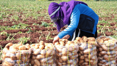 Üretici bedava vereceği patatesin İstanbul'da kaç TL'ye satılacağını açıkladı. Ezber bozan açıklama