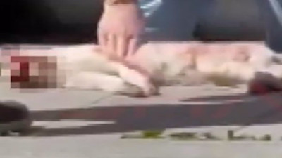 Otomobilin çarptığı kediye dakikalarca kalp masajı yaptı