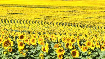 Kırklareli'de çiftçilere yerli tohum desteği