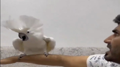 Sahibi "canavar ol" deyin canavar olan Papağan Osman güldürdü