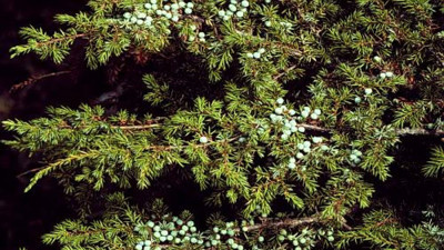 Kandaki şekeri düşüren otun göz dolduran faydaları ortaya çıktı