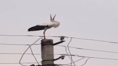 Yuvası alev alan leyleğin üzüntüsü izleyenleri duygulandırdı