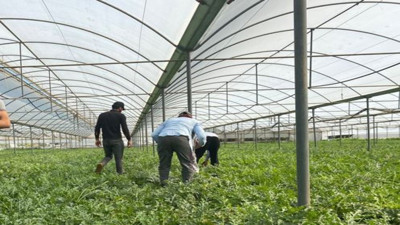 Antalya'da hasadı başladı bir dönüm 4 ton ürün veriyor. Tarlada kilosu 25 TL