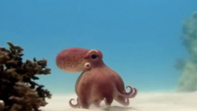 Su altında yüzmek yerine yürümeyi tercih eden ahtapotun sevimliliği