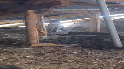 Ormanların hayaleti Sivas’ta görüntülendi