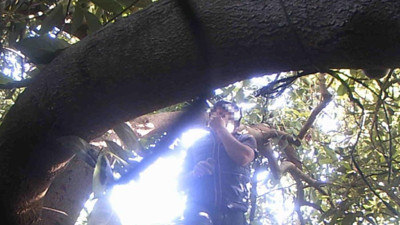 Avokado hırsızı fotokapana takıldı