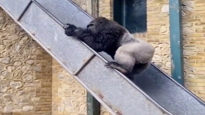 Kaydıraktan kayan gorilin videosu izleyenleri güldürdü