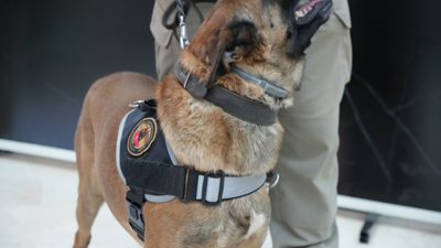 Narkotik köpeği Carlos 50 milyonluk uyuşturucu yakaladı