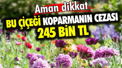 Bu çiçeği koparmanın cezası 245 bin TL. Aman dikkat!