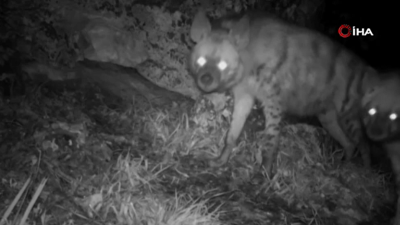 Çizgili Sırtlan ailesi fotokapana yakalandı