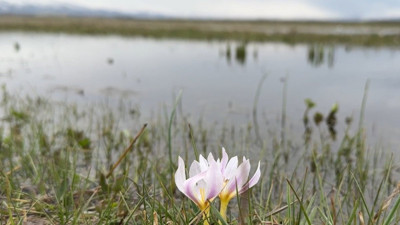 Baharın müjdecisi kardelenler açtı