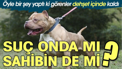 Öyle bir şey yaptı ki görenler dehşet içinde kaldı. Suç onda mı, sahibinde mi?