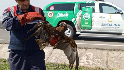 Yaralı şahinin imdadına jandarma yetişti