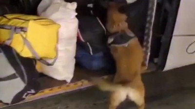 Yolcu otobüsünde 29 kilo skunk ele geçirildi