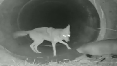 Birlikte avlanan çakal ve porsuğun dostluğu görenleri şaşırttı