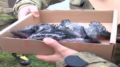 Kaza sonrası ağaçtan düşen yavru kargaları itfaiye ekipleri yuvasına geri koydu