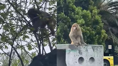Fatih’de başıboş maymun görüldü. Kim soktu bunları Türkiye’ye?