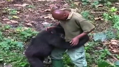 Bakıcısıyla oyunlar oynayan gorilin eğlenceli anları viral oldu