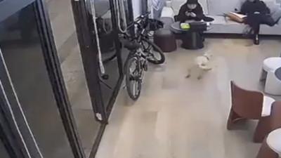 Kayıp köpeğin sahibini kokusundan tanıyıp bulduğu anlar gülümsetti