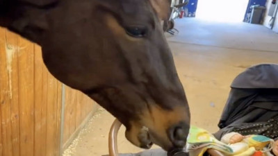 Bebeği güldürmek için komik hareketler yapan at viral oldu