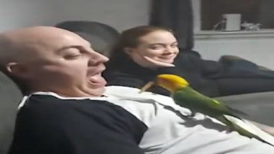 Sahibini gagasıyla besleyen papağan izleyenleri güldürdü