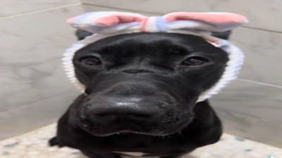 Köpeğin banyo keyfi sosyal medyada viral oldu