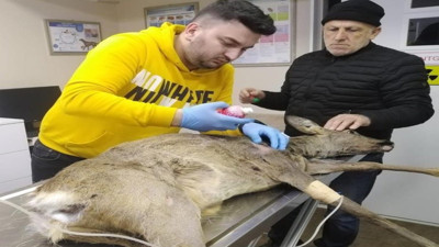 Yaralı karaca tedavisinin ardından doğaya bırakıldı