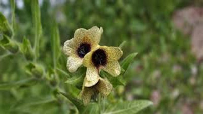 Deli bat bat otu nelere iyi geliyor? İşte mucizeleri...