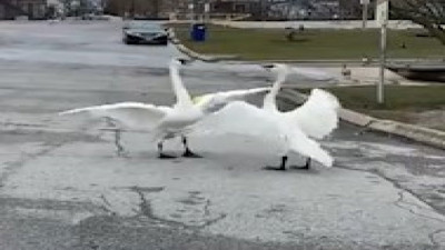 Kuğularının yürek ısıtan buluşması viral oldu