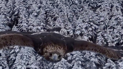 Kartalın çekim yapan dronu avlama anı beğeni rekoru kırdı