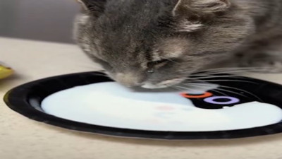 Son kez süt içen kedinin ağlaması izleyenleri duygulandırdı