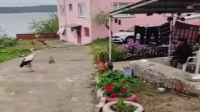 Yaren leyleği balıklarla besledi 'Bayram şekerin'