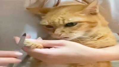 Tırnakları törpülenen kedinin yüz ifadesi güldürdü