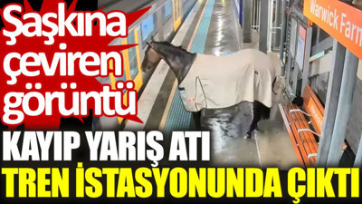 Kayıp yarış atı tren istasyonunda çıktı. Şaşkına çeviren görüntü
