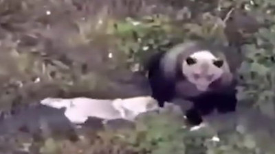 Evden kaçan köpeğini ayılarla gezerken buldu