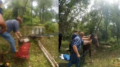 Gölette boğulmak üzere olan atın yardımına polis koştu