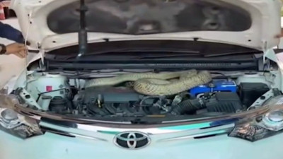 Arabanın kaputundan 16 kiloluk kobra çıktı