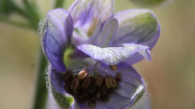 Bit pire gibi zararlı asalak ufak böcekleri öldürüyor. İşte o ot