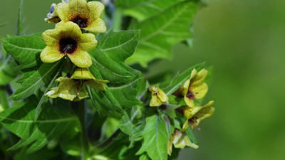 Mucize ot baş ağrısından vereme ve böbrek hastalıklarına iyi geliyor