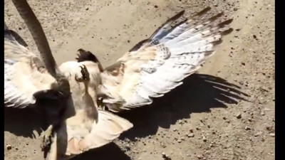 Ava giderken avlanan şahini insanlar kurtarmaya çalıştı