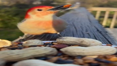 Kuş türlerinin ötüşlerindeki farklılık görenleri büyüledi