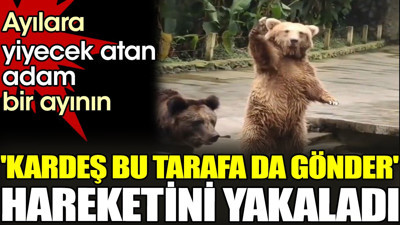 Ayılara yiyecek atan adam bir ayının 'Kardeş bu tarafa da gönder' hareketini yakaladı