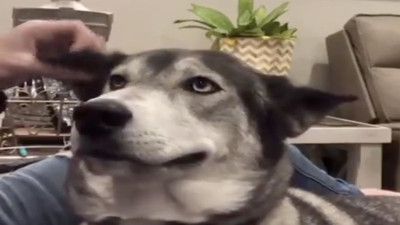 Kulağını kaşıyınca gülümseyen köpek görenleri şaşırttı