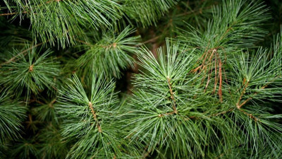 Müzmin öksürüğü bıçak gibi kesen mucize ot ortaya çıktı