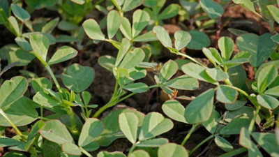 Şifa deposu otun faydaları adeta cilt dolusu. Neredeyse faydalı olmadığı hastalık yok