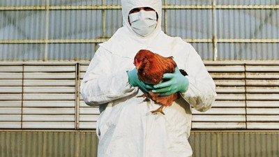 Bulgaristan'da kuş gribi paniği