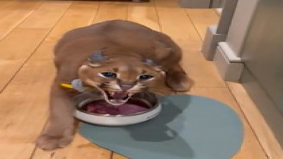 Kedilerle aynı evde beslenen karakulağın kızgın tavırları ürküttü