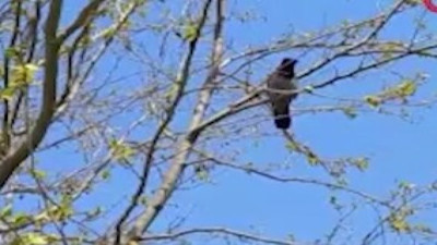 Karganın çıkarttığı ses duyanları şaşırttı 'Allah-u Ekber'