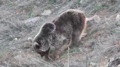 Kış uykusundan uyanan bozayılar araziye indi