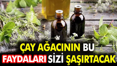 Çay ağacının bu faydaları sizi şaşırtacak